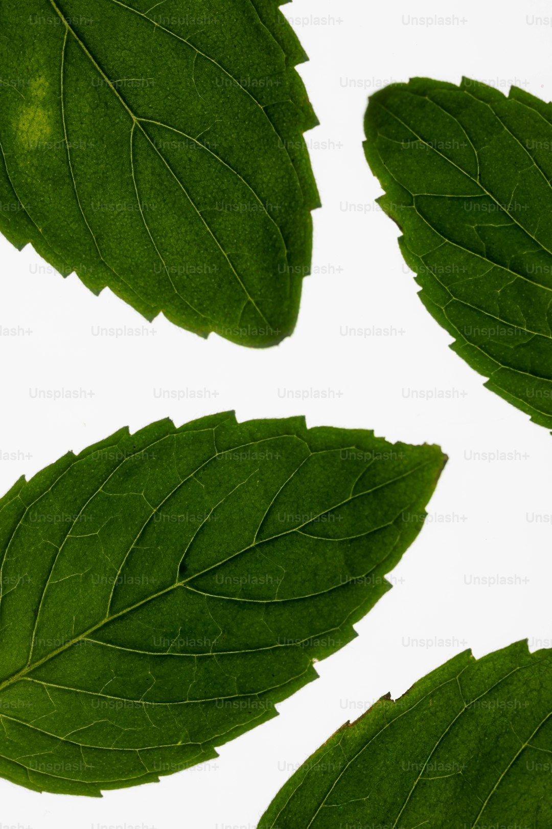 Glass bottle with herbal oil next to fresh peppermint leaves and a cup of mint tea.